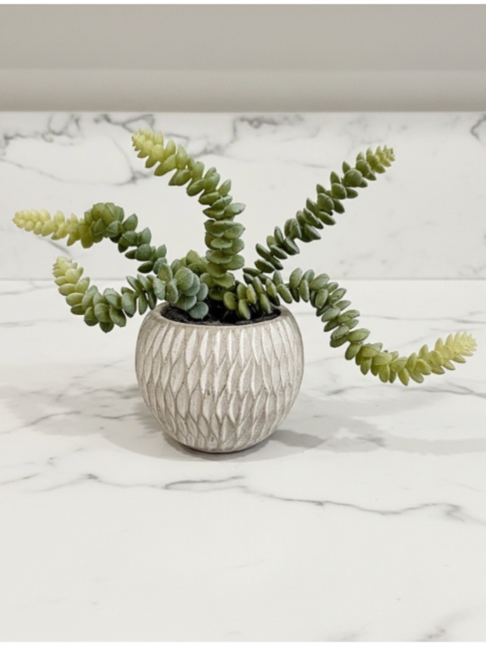 Potted Faux Burro's Tail Succulent